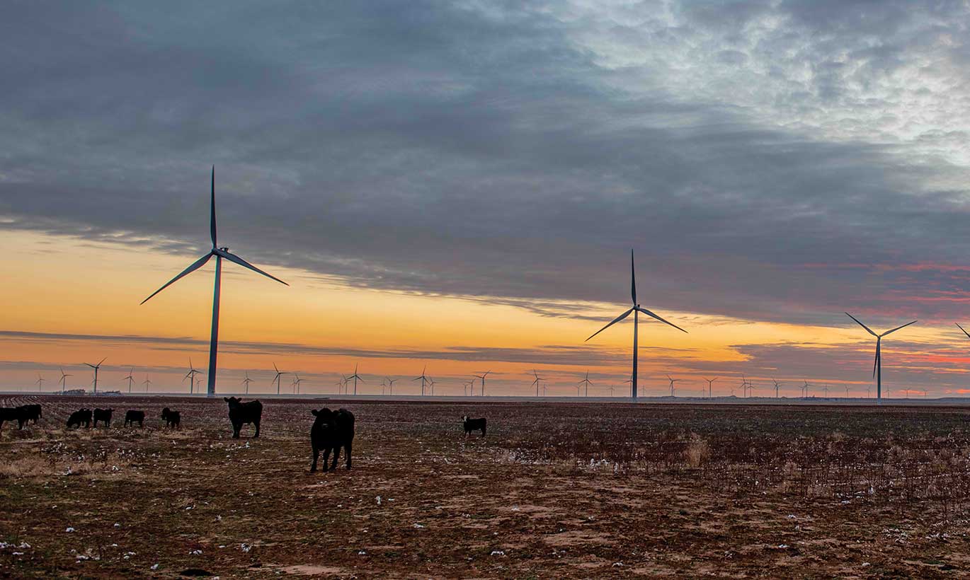 Wind turbines poke into the sunset sky over a cattle farm